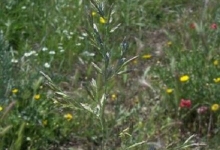 Rezervatia Naturala Solurile Saraturate De La Socodor poza
